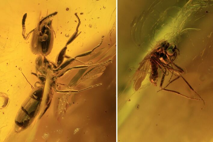 Detailed Fossil Fly & Ant In Baltic Amber #87115